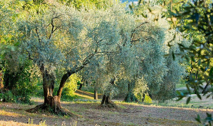 Club Med Opio en Provence exterior